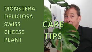 Swiss Cheese Plant Monstera Deliciosa House Plant Care Indoor Plant Care [upl. by Beryle]