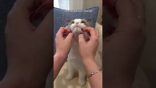 The best scratching tools 💅sofiazakia nails cats funny animals [upl. by Ateloj]