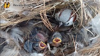 EP03 Old World sparrows Bird Find locust food for her chicks to eat in the nest [upl. by Yun]