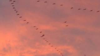 Sandhill Cranes in flight with call [upl. by Ahsieket]