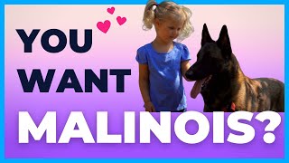 are belgian malinois good family pets  can a malinois be a family dog  dog training videos [upl. by Aeiram724]