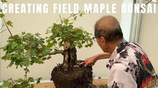 Field Maple Bonsai  Interesting and Large [upl. by Thornie]