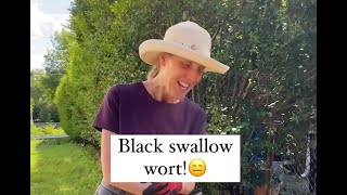 How To Stop Black Swallow Wort From Spreading Everywhere [upl. by Aratal]