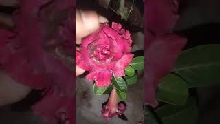 Adenium rainy season care [upl. by Nauqas]