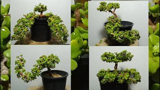 Portulacaria Afra Beautiful Plant Different Shapes Trimming [upl. by Aidam]