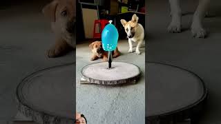 dog funny doglover puppy pets [upl. by Riek]