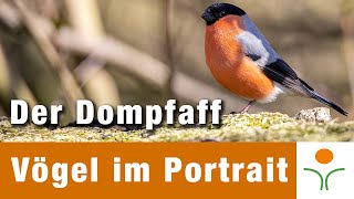 Vögel im Portrait 01  Der Gimpel  Dompfaff [upl. by Scevour380]