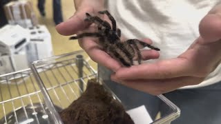 Tarantulas appearing in Central Texas homes during mating season [upl. by Elad]