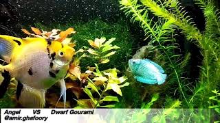 Angelfish vs Dwarf Gourami [upl. by Fortunna]