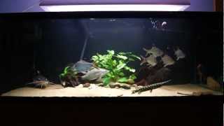 396 gallon Monsterfish tank feeding  SB RTC Lates stingray knifefish Gar [upl. by Annawik368]