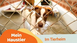 Mein Haustier  Im Tierheim Berlin [upl. by Ade]