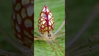 Les 5 plus belles ARAIGNÉES du monde 🕷️😍 [upl. by Lyrad]