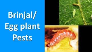 How to manage Insect Pests of Brinjal Egg plant Solanum melongena [upl. by Yekcim742]