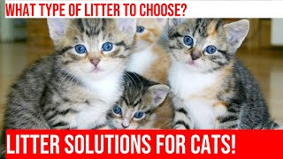 Choosing the Right Cat Litter for Your Pet [upl. by Darline]