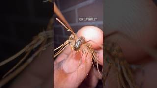 Handling a House Centipede myriapodscentipedeinsectsbuganimalstarantulaspiderarthropodsfyp [upl. by Adahs]