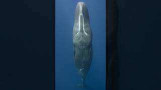 Sperm Whales Oceans Mysterious Behemoths ocean behemoths whales [upl. by Budworth]