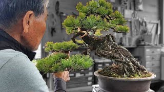 Oyakatas Teaching – How to Place Pine Needle Pads No Words Needed [upl. by Stewart791]