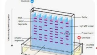 gel electrophoresis class 12 biotechnology [upl. by Niawtna520]