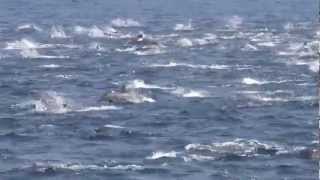 Striped Dolphins in the Strait of Gibraltar by firmm [upl. by Carole41]