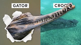 All 27 Species of Crocodilian Inc 3 Recently Discovered [upl. by Ahsakal]