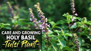 Care and Growing Holy Basil Tulsi Plant  How to grow and take care of Tulsi Plant or Holy Basil [upl. by Palila]