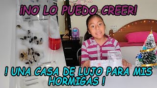 Una Casa de Lujo para Mis Hormigas  Camponotus Rufipes Parte 4 [upl. by Helbon]