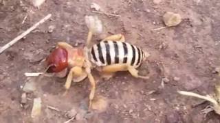 Killer Potato Bug Attack [upl. by Aihc]