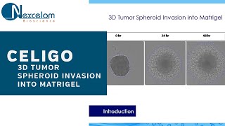 Celigo 3D Tumor Spheroid Invasion into Matrigel [upl. by Ardnossak]