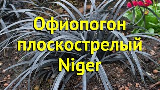 Офиопогон плоскострелый Нигер Краткий обзор описание характеристик ophiopogon planiscapus Niger [upl. by Nnagem]