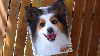 Papillon dog【Sophie Wool】handcraft needle felted realistic pet cat dog 3D portrait 2023 [upl. by Yerxa173]