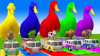 5 Giant Duck CartoonCowElephantTigerLionGorilla Paint Wild Animals Crossing Fountain Animation [upl. by Semajwerdna124]