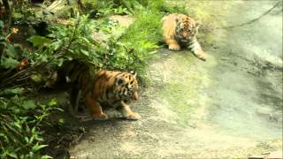 DierenPark Amersfoort Siberische Tijgertjes [upl. by Seyah]