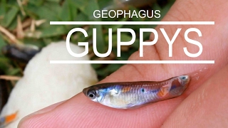 Como Capturar Guppys e Geophagus Brasiliensis [upl. by Ardolino]