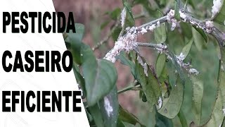 PESTICIDA CASEIRO ACABE COM PULGÕES COCHONILHAS E OUTRAS PRAGAS DE VEZ [upl. by Soigroeg898]