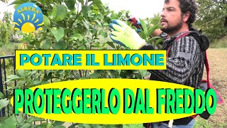 PROTEGGERE IL LIMONE DAL FREDDO POTATURA E ALTRE TECNICHE INTERESSANTI [upl. by Bellamy548]