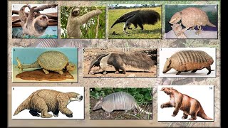 Evolution of Xenarthra [upl. by Viens]