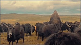 Tibetan wild yak [upl. by Elleirbag]