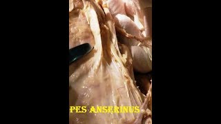 Long Saphenous Vein Nerve and Pes Anserinus with Clinical Aspects  Sanjoy Sanyal [upl. by Bord84]