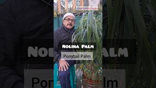 PonyTail Palm or Nolina Palm  A LowMaintenance AirPurifying Beauty indoorplants [upl. by Yelats]