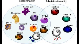 Microbiology of Adaptive Immunity Best Microbiology Video [upl. by Louella204]