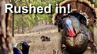 On A String Merriam Turkey Hunting At its FINEST 2023 Wyoming Turkey HuntGuidedhunts [upl. by Gombach]