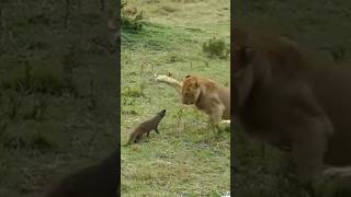 The mongoose attacks the lions with courage mongoose lions [upl. by Sudnak]