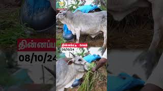 Venkat Dairy Farm cow dairyfarming vivasayaarvalargal shortvideo shorts [upl. by Zetnahs]