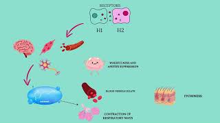 Pharmacology of EBASTINE [upl. by Idissak]