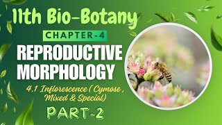 11th BioBotany  chapter4 Reproductive morphology  41 Inflorescence Part2 Philomathbiology [upl. by Onaled376]