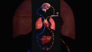 Coordination of blood vessels with every organ youtubeshorts biology anatomy shortvideo [upl. by Araiet]