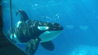 Orcas of SeaWorld San Diego [upl. by Alin]