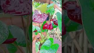 Multi Colour Of Anthurium ytshorts youtubeshorts gardening [upl. by Naedan399]