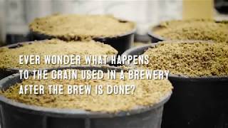 What happens to spent grain [upl. by Amedeo]