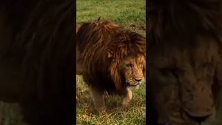 Huge crater lionsshorts wildlife animals biglion ngorongorolions [upl. by Eikcuhc]